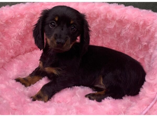 Dachshund-DOG-Female-Black & Tan-8836-Petland San Antonio, TX