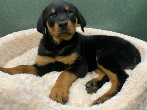 Rottweiler DOG Male Black & Mahogany 8837 Petland San Antonio, TX