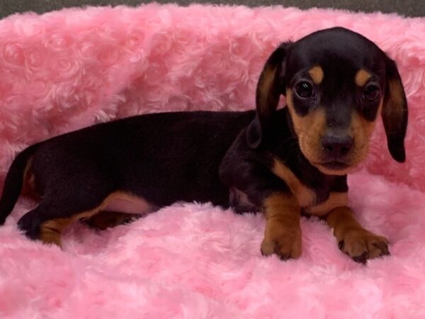 Dachshund-DOG-Female-Black & Tan-8838-Petland San Antonio, TX