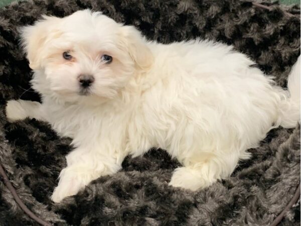 Maltese DOG Male White 8839 Petland San Antonio, TX