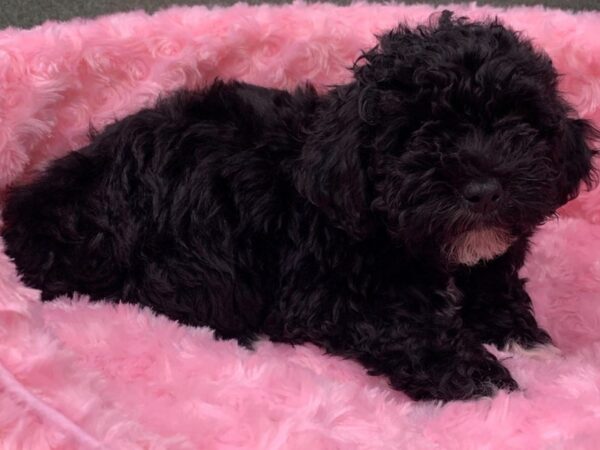 Miniature Schnoodle DOG Female Black & White 8840 Petland San Antonio, TX