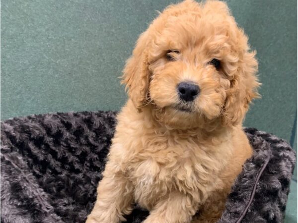 Miniature Goldendoodle-DOG-Male-Golden-8841-Petland San Antonio, TX