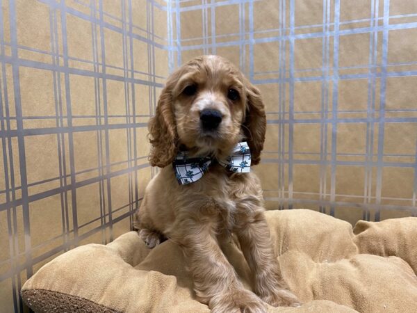 Cocker Spaniel DOG Male rd 5715 Petland San Antonio, TX