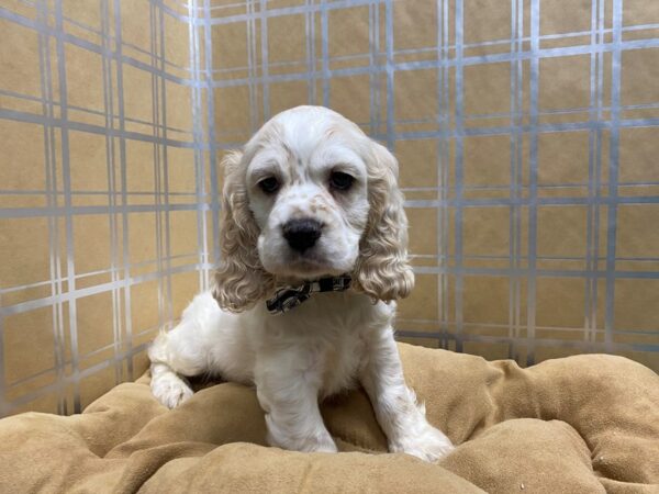 Cocker Spaniel DOG Male cr 5714 Petland San Antonio, TX