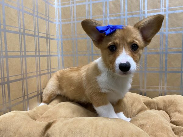 Pembroke Welsh Corgi DOG Female sbl & wh 5712 Petland San Antonio, TX