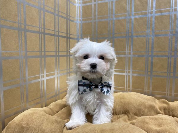 Maltese DOG Male wh 5711 Petland San Antonio, TX