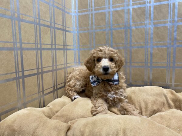 Miniature Poodle DOG Male rd 5710 Petland San Antonio, TX