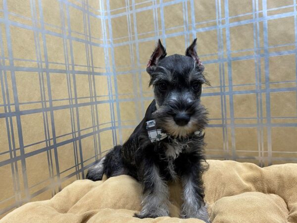 Miniature Schnauzer DOG Male slt & ppr 5709 Petland San Antonio, TX