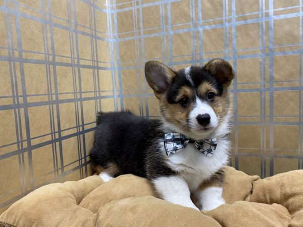 Pembroke Welsh Corgi-DOG-Male-blk & tn wh mkgs-5708-Petland San Antonio, TX
