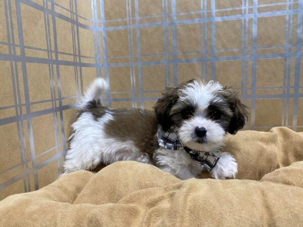 Zuchon DOG Male wh & gld parti 5706 Petland San Antonio, TX