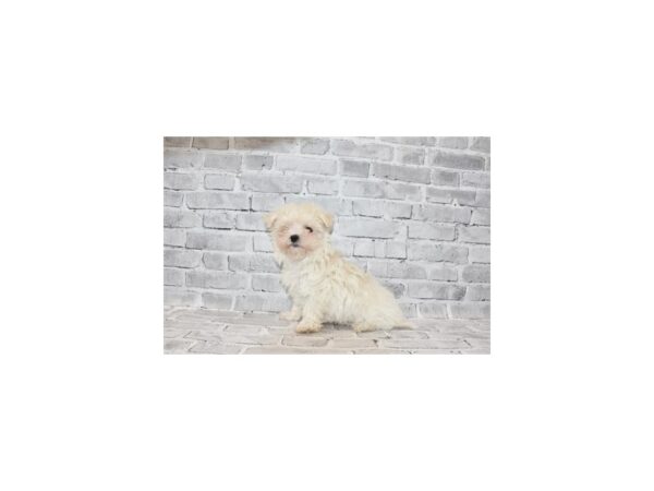 Maltese DOG Female White 5718 Petland San Antonio, TX