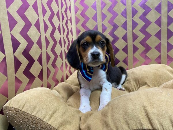 Beagle DOG Male tri 5720 Petland San Antonio, TX