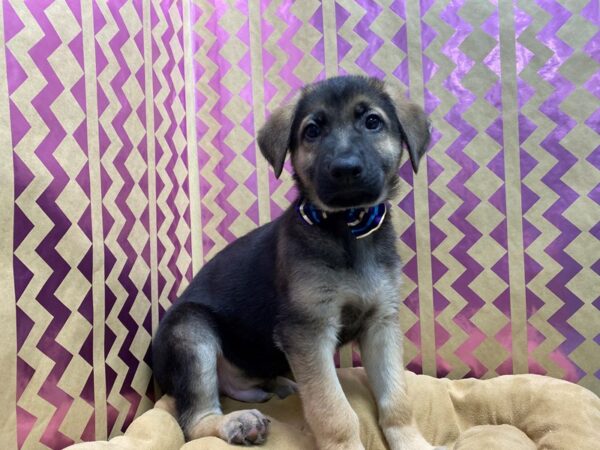 German Shepherd-DOG-Male-blk & tn-5722-Petland San Antonio, TX