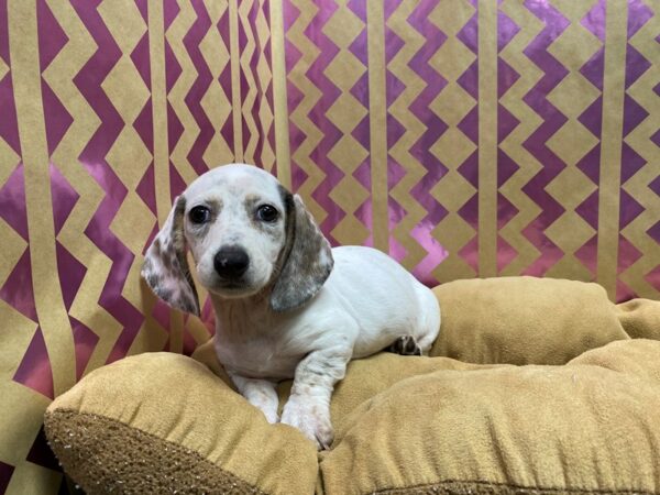 Dachshund-DOG-Female-blk & tn, dbl dpl-5721-Petland San Antonio, TX