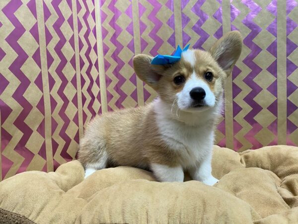Pembroke Welsh Corgi-DOG-Female-rd, wh-5723-Petland San Antonio, TX