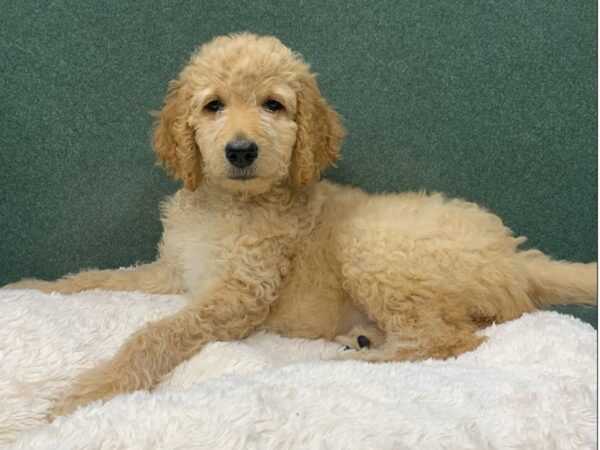 Goldendoodle DOG Female Red 8845 Petland San Antonio, TX