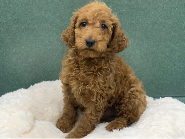 Miniature Goldendoodle-DOG-Female-Red-8846-Petland San Antonio, TX
