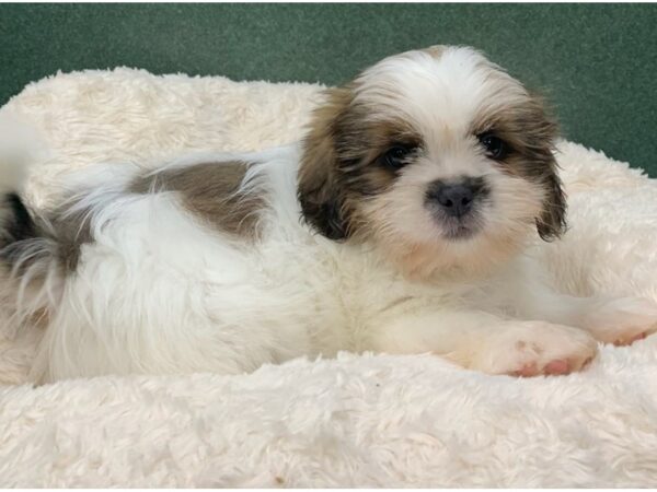 Shih Tzu DOG Male Gold & White 8850 Petland San Antonio, TX