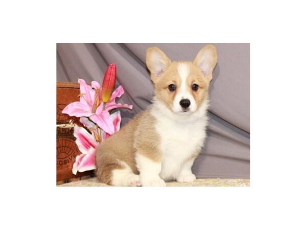 Pembroke Welsh Corgi DOG Female Red & White 8842 Petland San Antonio, TX