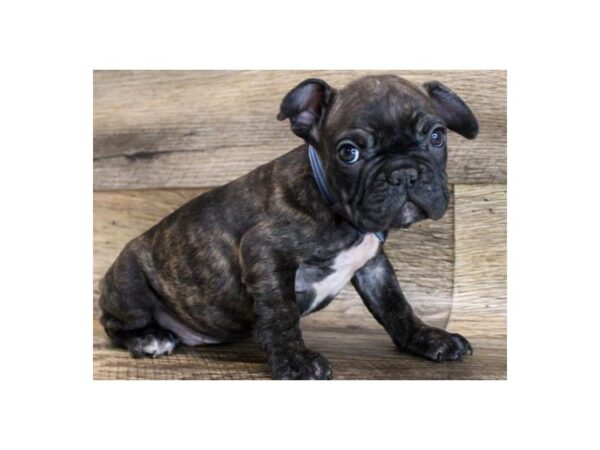 French Bulldog DOG Male Brindle 8852 Petland San Antonio, TX