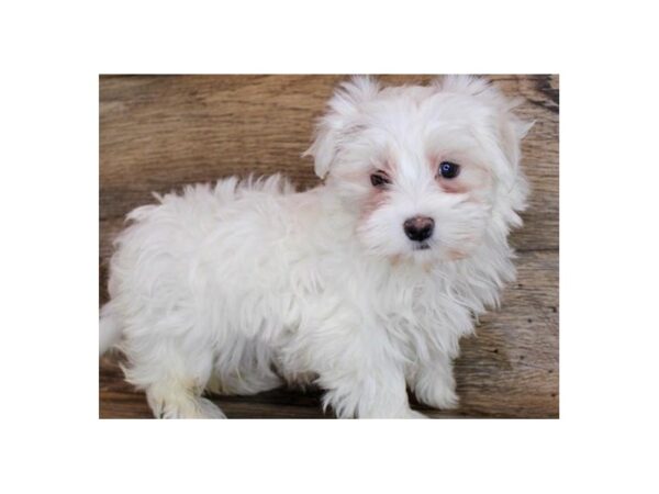 Maltese DOG Male White 8847 Petland San Antonio, TX