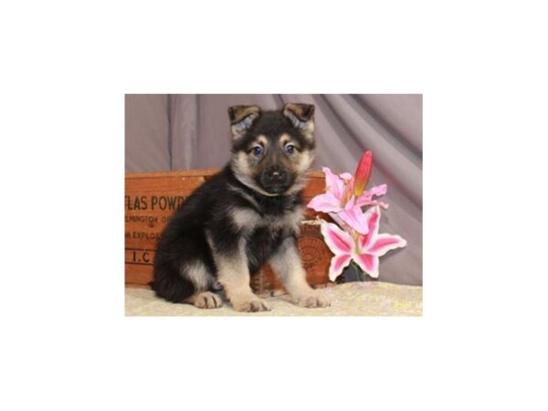 German Shepherd DOG Male Black & Tan 8843 Petland San Antonio, TX