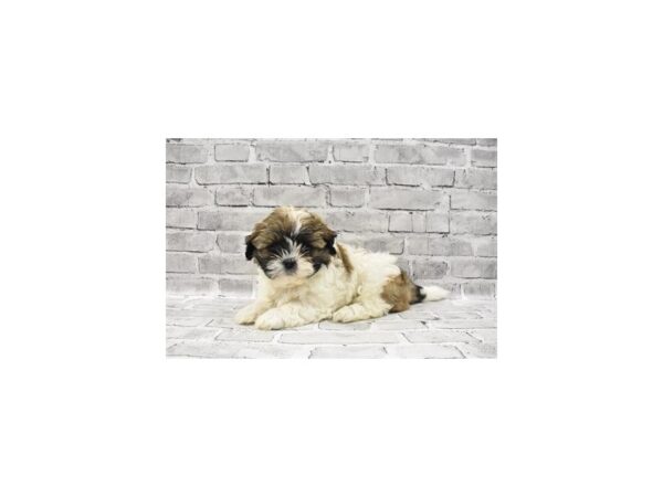 Shih Tzu DOG Male Gold and White 5733 Petland San Antonio, TX