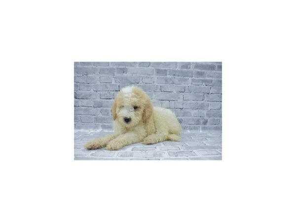 Goldendoodle 2nd Gen DOG Male Cream 5729 Petland San Antonio, TX