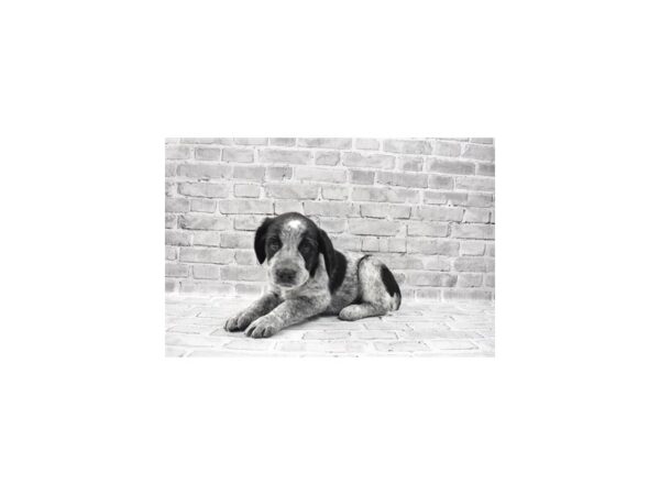 English Springer Spaniel Mix-DOG-Female-Black and White-5731-Petland San Antonio, TX