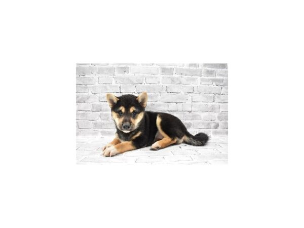 Shiba Inu DOG Female Black and Tan 5732 Petland San Antonio, TX