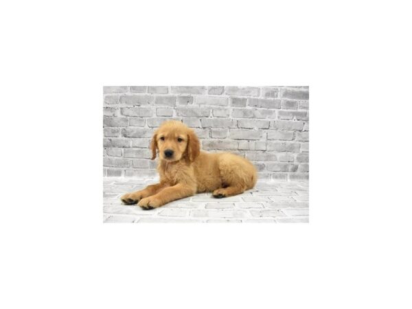 Golden Retriever DOG Male Golden 5728 Petland San Antonio, TX