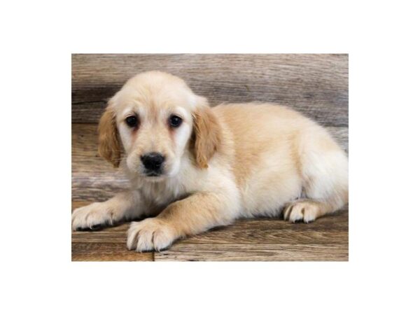 Golden Retriever DOG Female Golden 8859 Petland San Antonio, TX