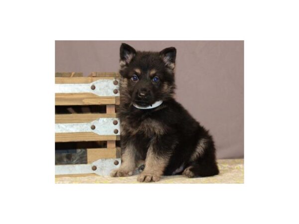 German Shepherd DOG Male Black & Tan 8860 Petland San Antonio, TX