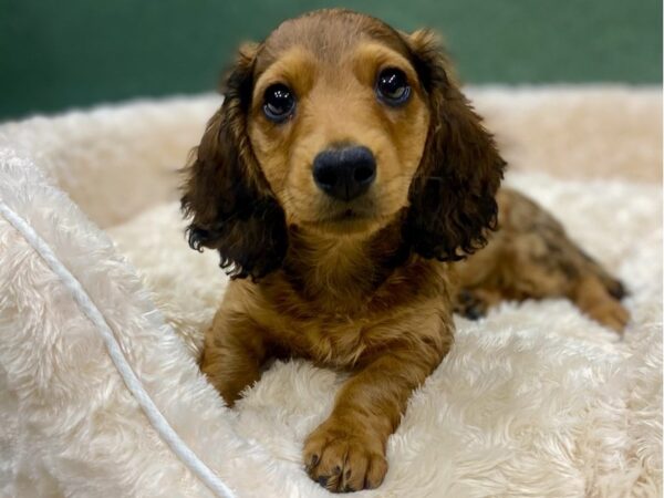 Dachshund-DOG-Male-Red Sable-8854-Petland San Antonio, TX