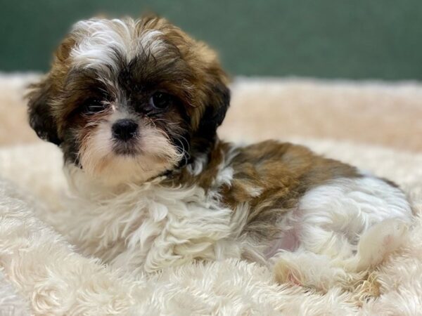 Malshi DOG Male Brown & White 8855 Petland San Antonio, TX