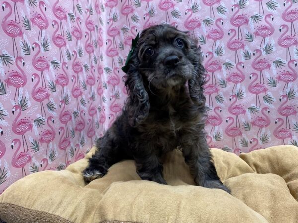 Cocker Spaniel DOG Female rd mrl 5714 Petland San Antonio, TX