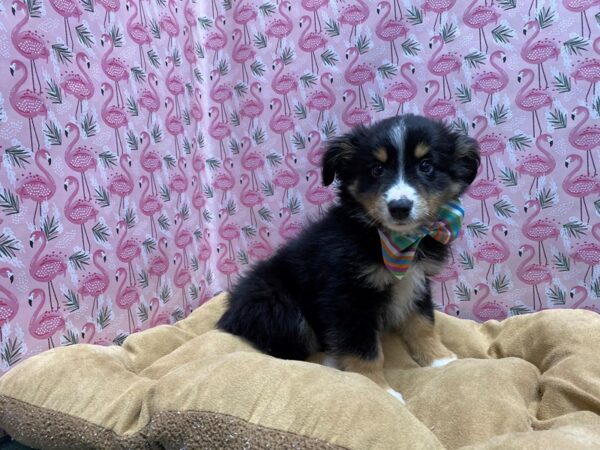 Australian Shepherd-DOG-Male-tri-5741-Petland San Antonio, TX