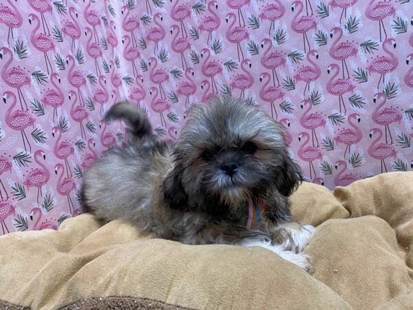 Lhasa Apso-DOG-Male-sbl-5740-Petland San Antonio, TX