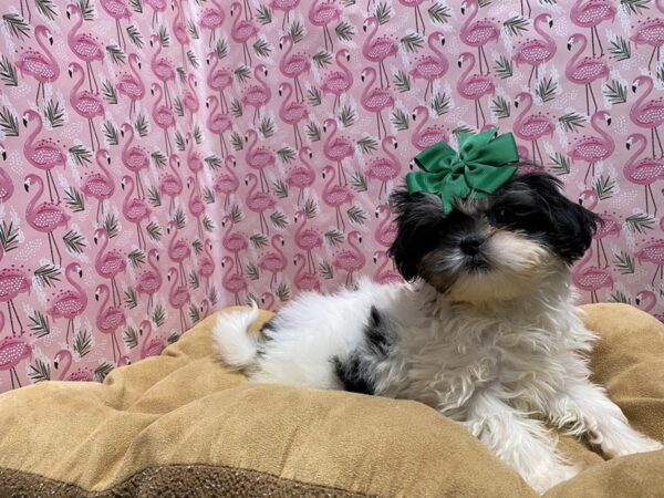 Lhasa Apso DOG Female blk & wh 5739 Petland San Antonio, TX