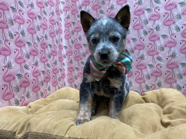 Heeler DOG Male bl 5737 Petland San Antonio, TX