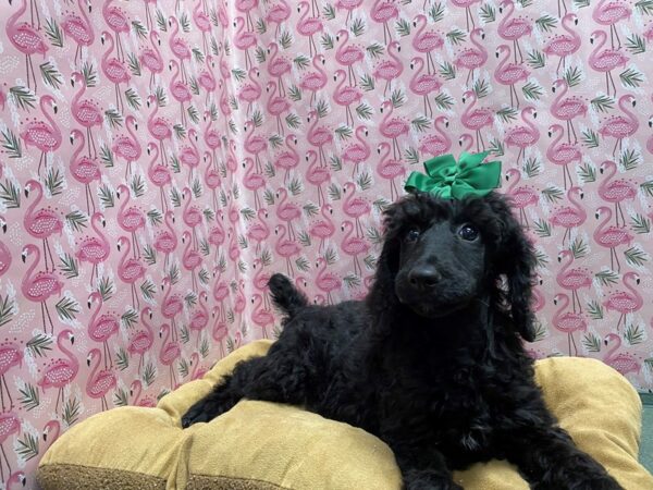 Standard Poodle-DOG-Female-blk-5736-Petland San Antonio, TX