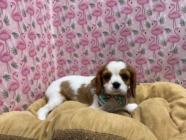 Cavalier King Charles Spaniel-DOG-Male-bheim-5735-Petland San Antonio, TX