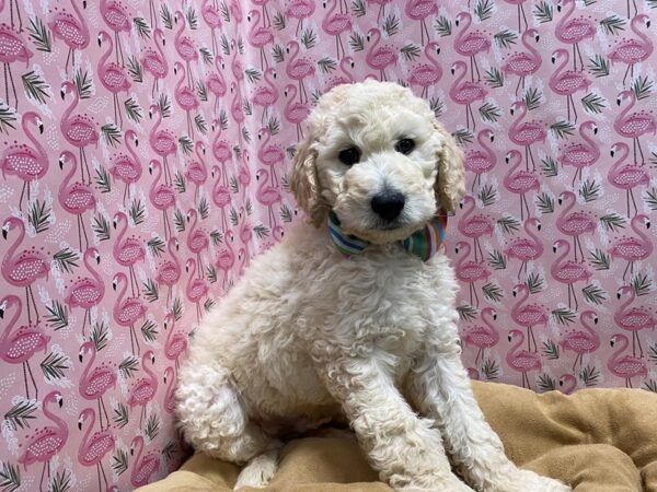 Goldendoodle-DOG-Male-cr-5734-Petland San Antonio, TX