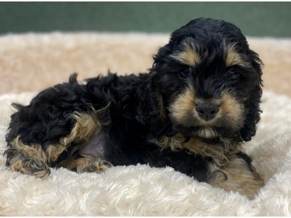 Cockapoo DOG Male Black & Tan 8862 Petland San Antonio, TX