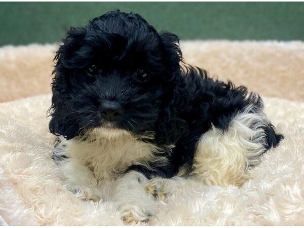 Cockapoo DOG Male Black & White 8863 Petland San Antonio, TX