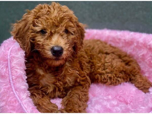 Miniature Goldendoodle-DOG-Female-Red-8858-Petland San Antonio, TX