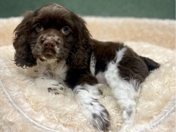 Cocker Spaniel-DOG-Male-Chocolate & White-8866-Petland San Antonio, TX