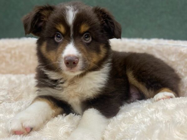 Miniature Australian Shepherd-DOG-Male-Chocolate Tan & White-8864-Petland San Antonio, TX