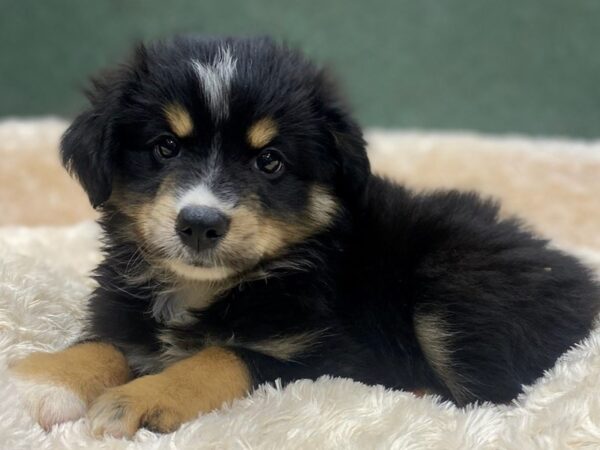 Miniature Australian Shepherd-DOG-Female-Black Tri-8865-Petland San Antonio, TX