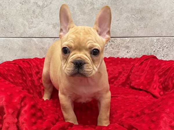 French Bulldog-DOG-Male-Cream-8873-Petland San Antonio, TX